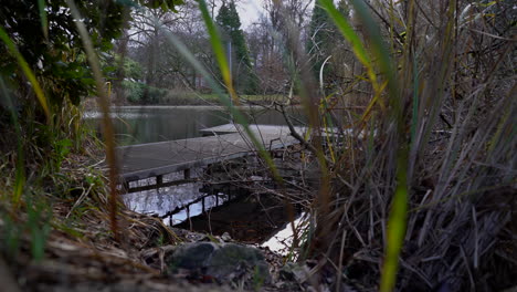 jetty on the lake with plants in foreground