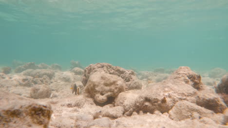 Pez-Doncella-De-Limón-Nadando-A-Través-De-Arrecifes-De-Coral-En-El-Mar