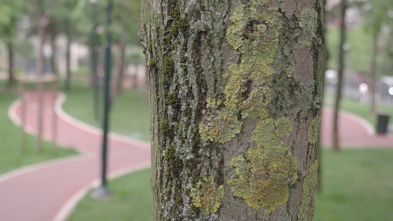 cerca de la corteza de los árboles con líquenes