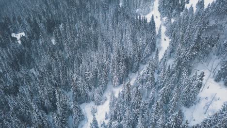 Volando-Sobre-Un-Bosque-En-Invierno