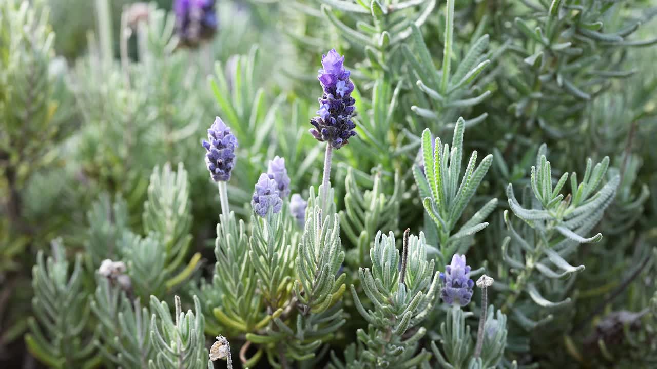 정원에서 라벤더 꽃과 상호 작용하는 벌