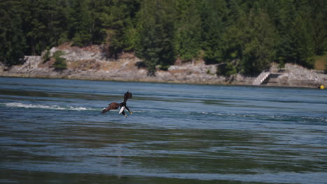 Ein-Adler-Fliegt-In-British-Columbia,-Kanada,-über-Den-Ozean-Und-Sucht-Nach-Fischen