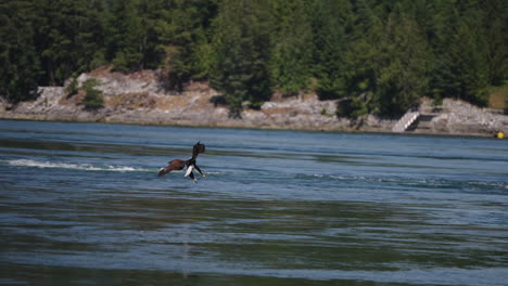 An-Eagle-flying-in-British-Columbia-Canada-over-the-ocean-looking-for-fish