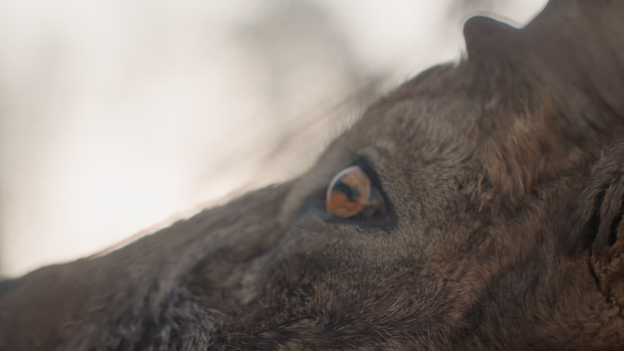 Nærbillede af stenbukkens ravfarvede øje, eftertænksomt, vågent blik, tekstureret pels og vådt øjenlåg, blødt vinterlys, der reflekteres i pupillen, langsom, filmisk panorering, der afslører fine øjenvipper, intimt vildtportræt.
