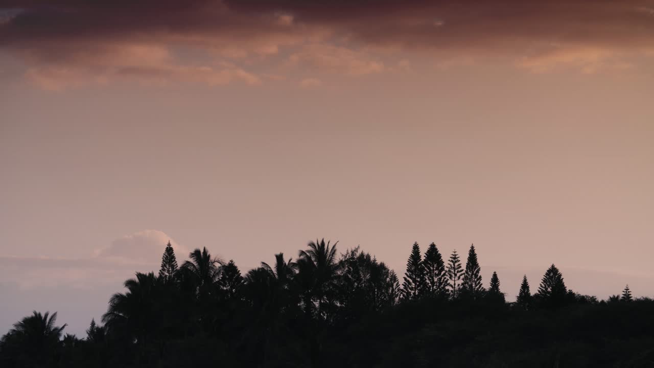 일반 먼 숲 뒤에 일몰 노을