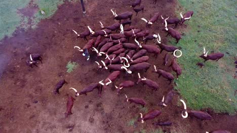 Vista-Aérea-De-La-Manada-De-Ganado-Ankole-Watusi-En-La-Granja-En-Uganda