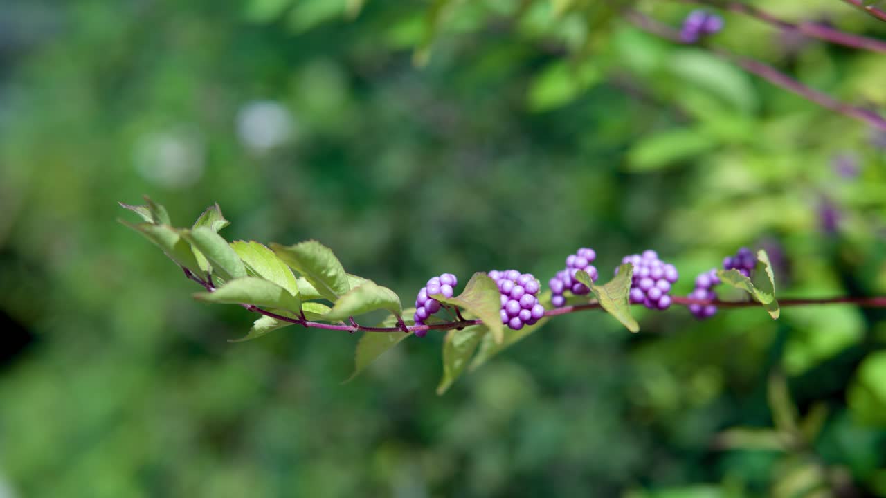 보라색 beautyberries 분기 근접 선택적 초점