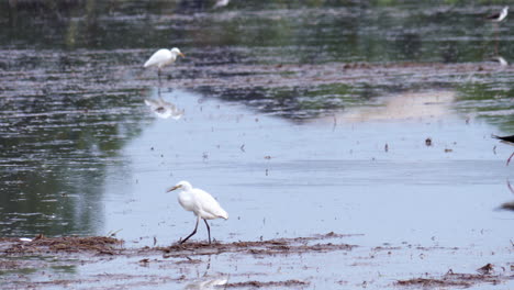 egrets and other bird species are foraging in an open paddy field located in a province in southeast asia