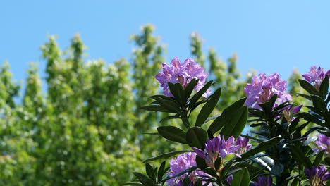 bela flor de rododendro rosa em primeiro plano