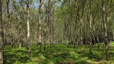 passing through rubber trees