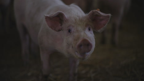 pig in farm stall