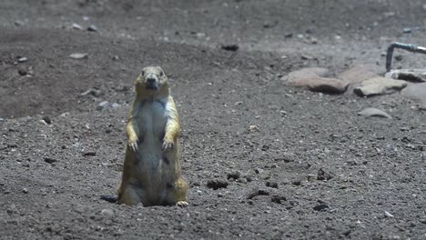 Cynomys-mexicanus,-The-prairie-dogs-receive-their-name-for-their-habitat-and-their-cry-of-alarm,-similar-to-canine-barking