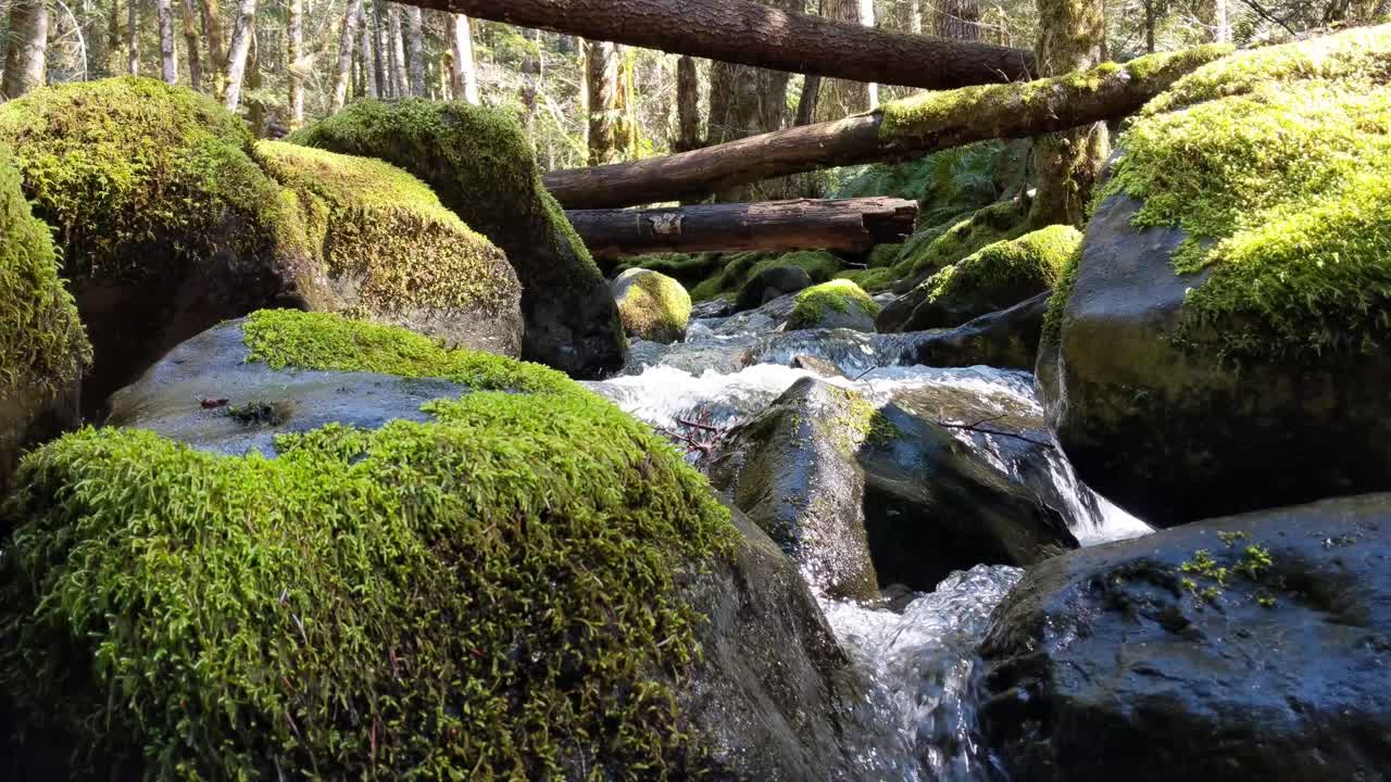 agua que fluye sobre rocas cubiertas de musgo en el bosque del bosque nacional olímpico