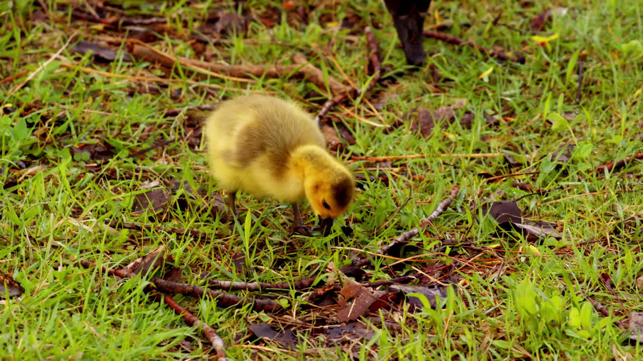 A cinematic slow-motion glimpse of newly hatched goslings on the move.