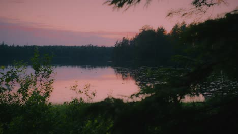 golden lake in lush swedish forest on a summer evening