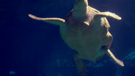 tortuga marina nadando en el acuario