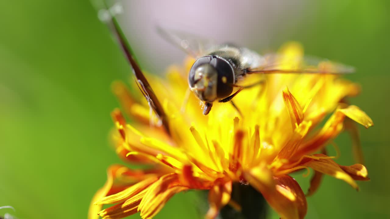 la abeja recoge el néctar de la flor crepis alpina