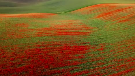 vuelo sobre campos de flores de amapola rojas en flor en las colinas del sur de moravia, república checa en primavera.