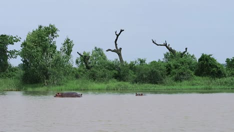 Hipopótamos-Salvajes-Nadando-En-El-Lago-Tana,-Etiopía