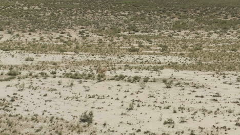 goitered gazelle antelopes walking in arid steppe in search for food