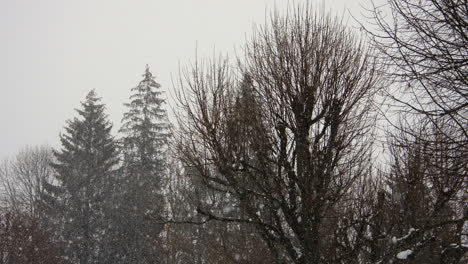 lapso de tiempo de nieve cayendo en un bosque en los alpes franceses en invierno