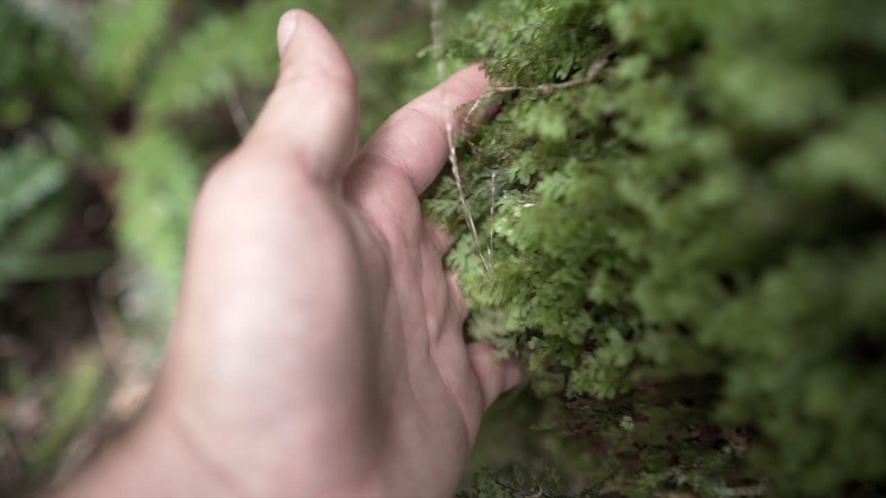 Hand touching fern and moss