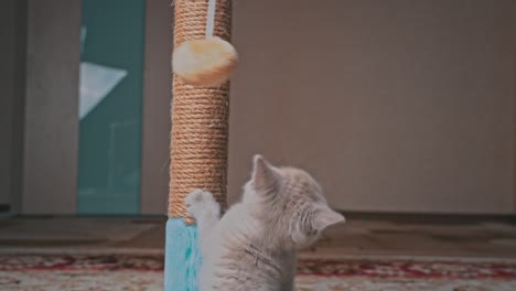 scottish straight-eared gray kitten plays and jumps with a scratching post