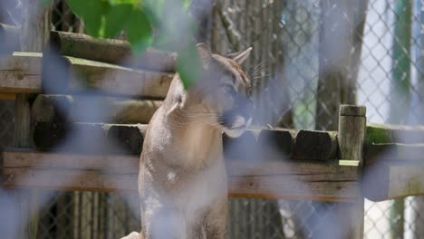 closeup-of-florida-panther-sitting-looking-around-behind-fenced-enclosure