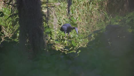 Pequeña-Garza-Azul-Caza-En-Un-Pantano-En-Florida