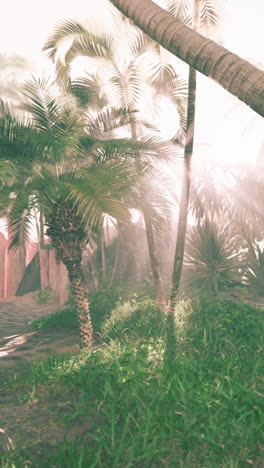 tropical forest with sunlight streaming through palm trees