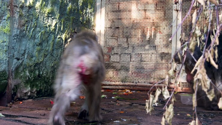 Monkeys in a Zoo Cage