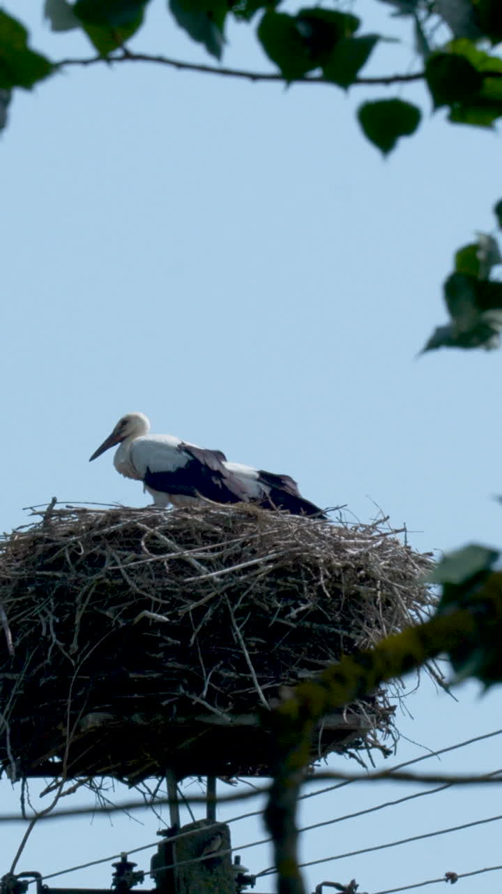 Una cicogna bianca riposa nel suo grande nido di ramoscelli costruito in cima a un traliccio, contro un cielo azzurro limpido. Ideale per documentari naturalistici e contenuti sulla conservazione della fauna selvatica.