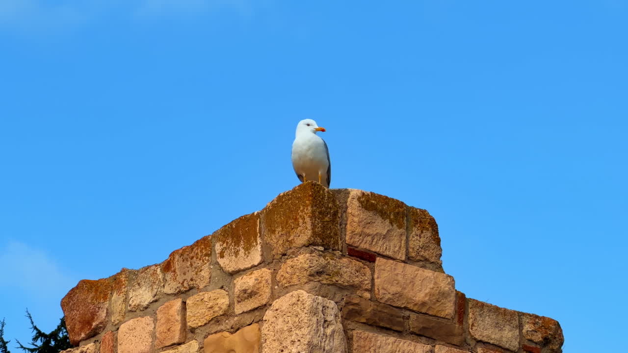Un gabbiano si erge in cima a una struttura in pietra con un cielo blu sullo sfondo nel pomeriggio. Un gabbiano è appollaiato su una struttura in pietra sotto un cielo azzurro terso nel pomeriggio