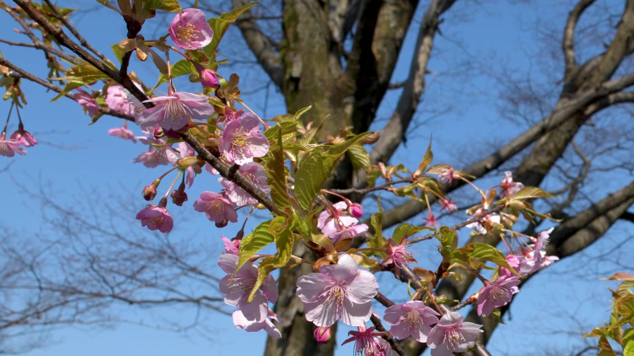 Fiori di ciliegio rosa ondeggiano delicatamente su un ramo contro un cielo primaverile limpido e blu.