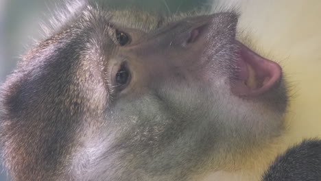 a closeup portrait of a monkey a genus of hominid in the primate family a closeup portrait of a monkey a genus of hominid in the primate family animals in captivity in an enclosure