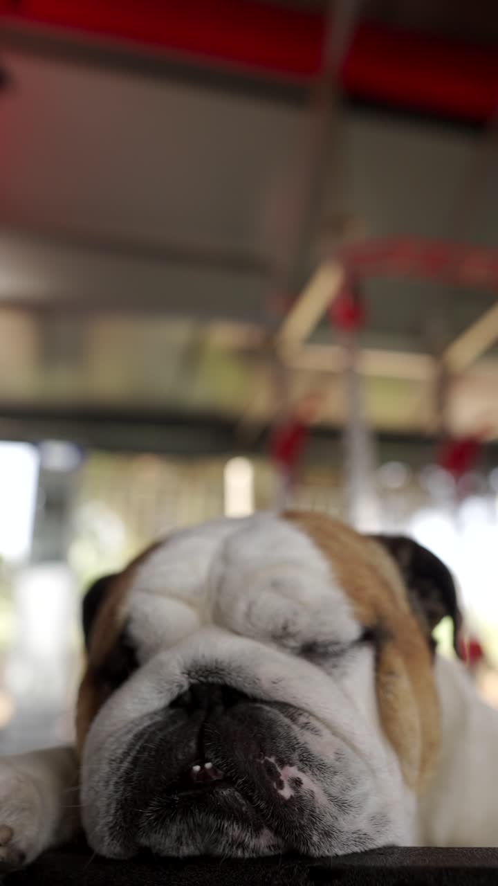 Close up of a bulldog laying down