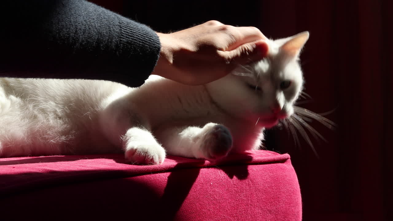 Gatto bianco carino sdraiato su un divano rosso attacca la mano che voleva accarezzarlo