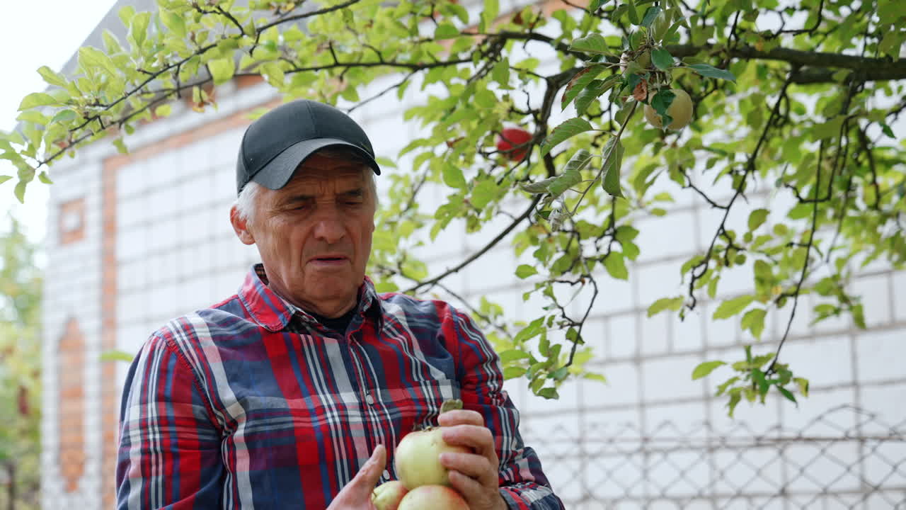 Male farmer in a black cap picks apples near his house. Man looks at picked fruit rubbing them in hands.