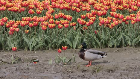 mallard duck stands in front of a tulip field in holland