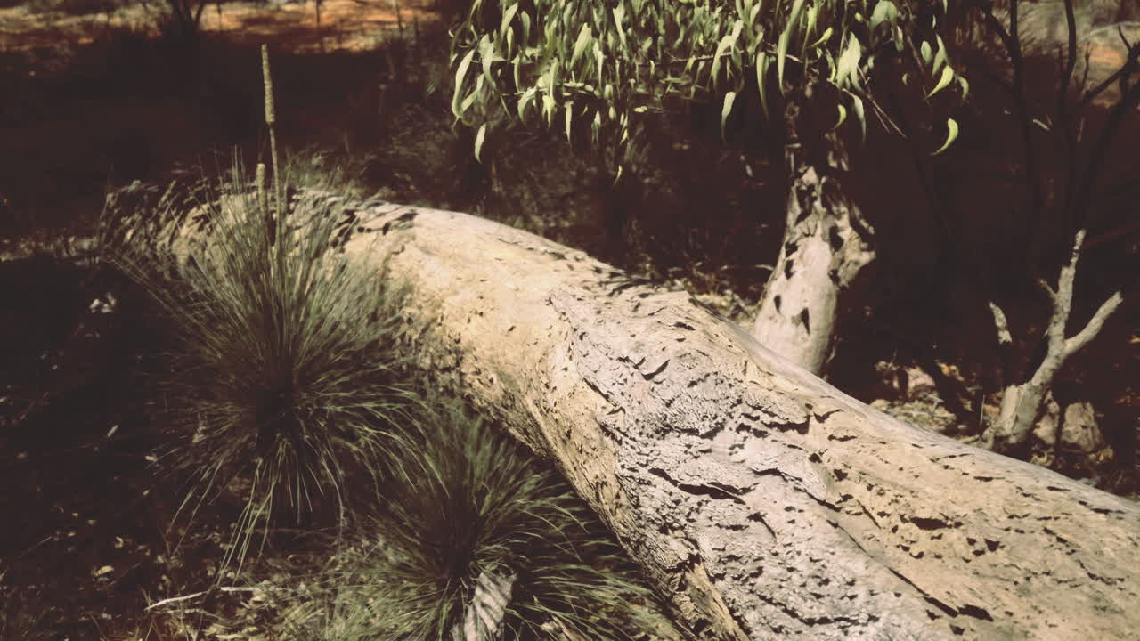 Close up view of a fallen log surrounded by native plants in a natural setting