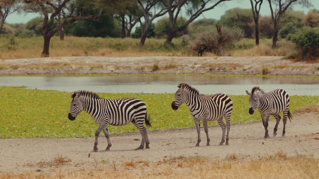 Zebras at a waterhole in the African savanna