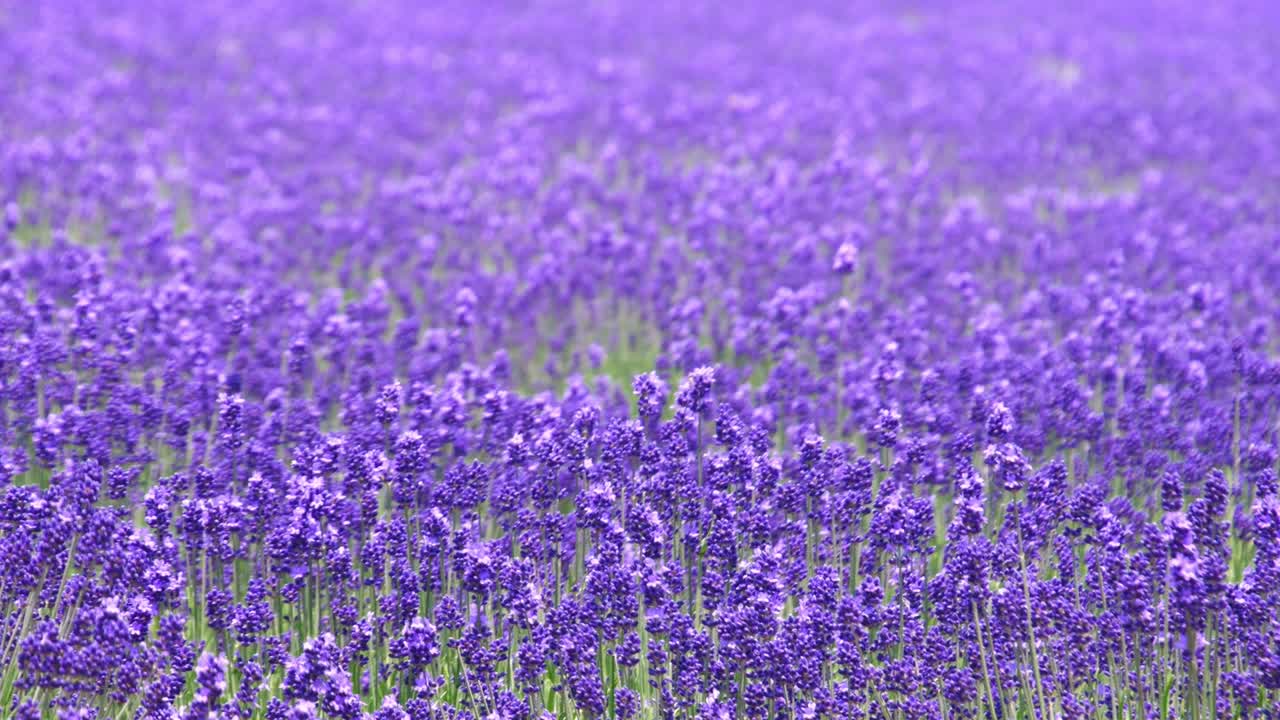 el campo de lavanda, hokkaido, japón