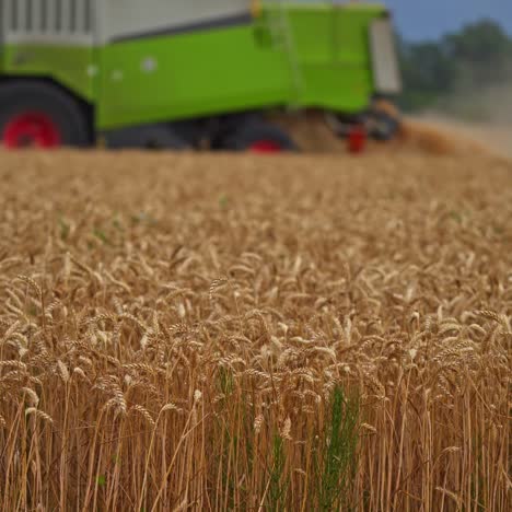 Field of ripe wheat on summer season. The right time to pick the crops. Green combine harvester working at the backdrop in blur
