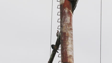 Birds-on-the-mast-of-rusty-red-shipwreck-stuck-in-shallow-green-water