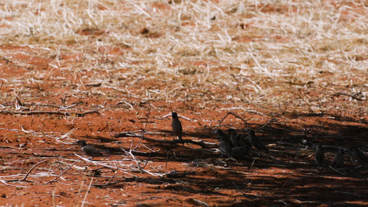 붉은 칼라하리 모래 위의 사교적인 직공 무리