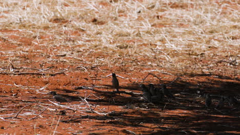 flock of sociable weavers on red kalahari sand