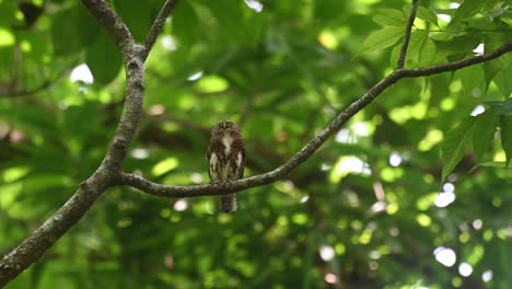 Collared-Owlet,-Taenioptynx-brodiei,-Kaeng-Krachan,-Thailand