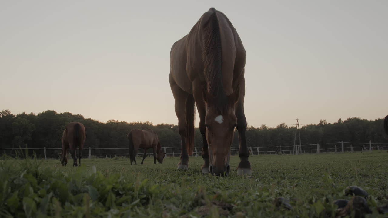 Horses in the paddock