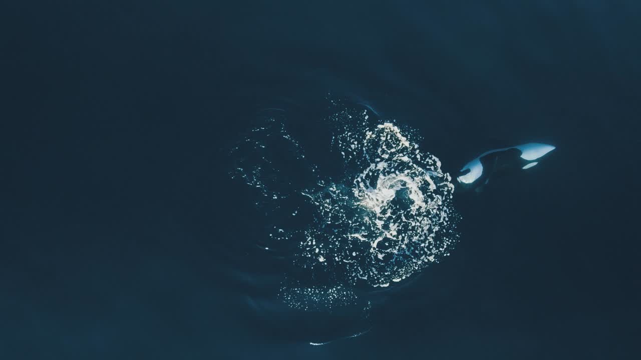 오르카가 뛰어나와 플럭스 안테나  60fps를 치고 있습니다.