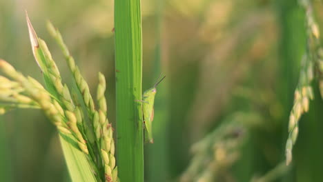 handheld cinematic shot of grasshopper on crops